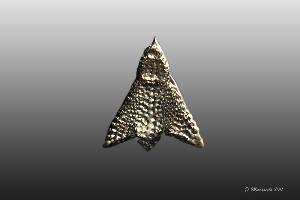 Radiolari Polycystina 2